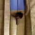 HAORI HOMME CHIC 008-447 (L)